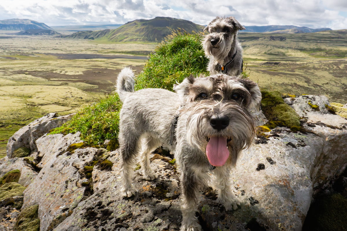 Two Schnauzers on a mountain
